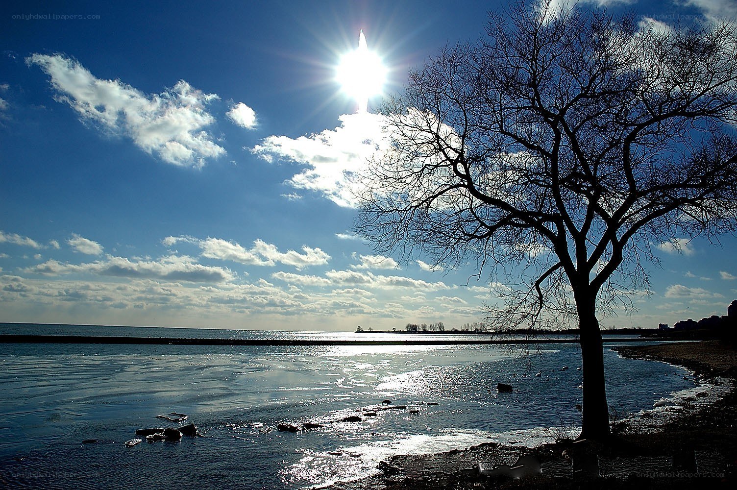 Sunlit tree by the water