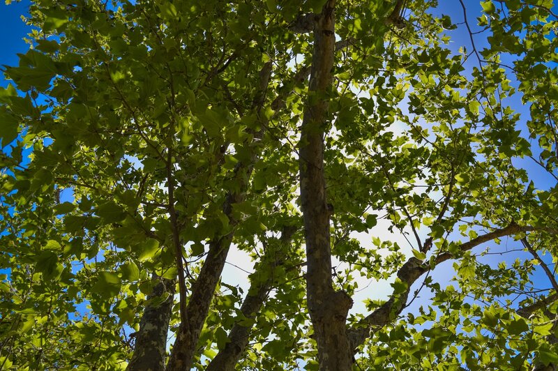 Sunlit tree canopy