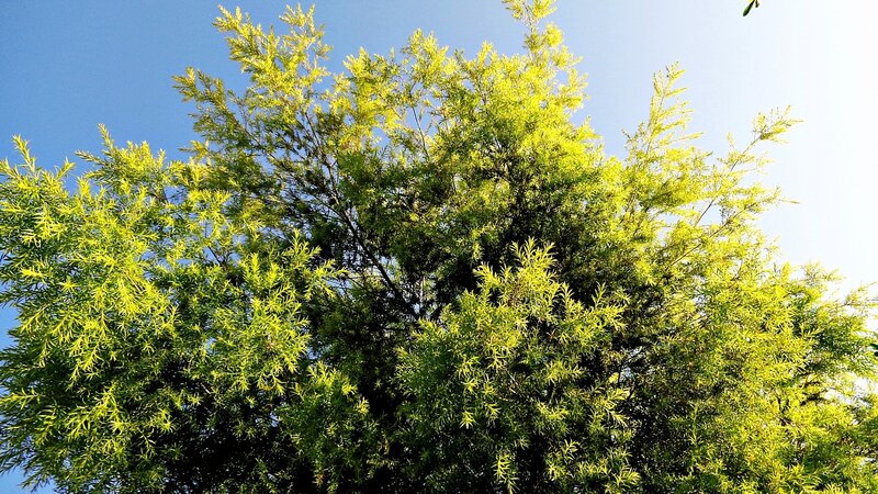 Sunlit tree canopy against blue sky