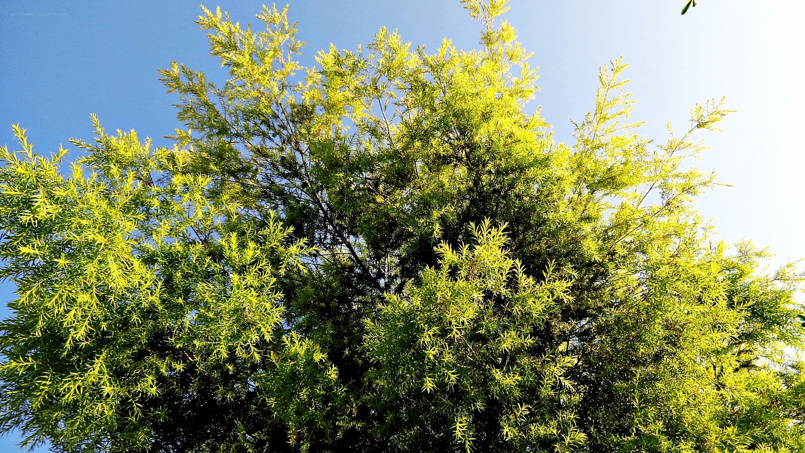 Sunlit tree canopy against blue sky