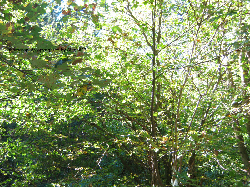Sunlit Tree Canopy — Green