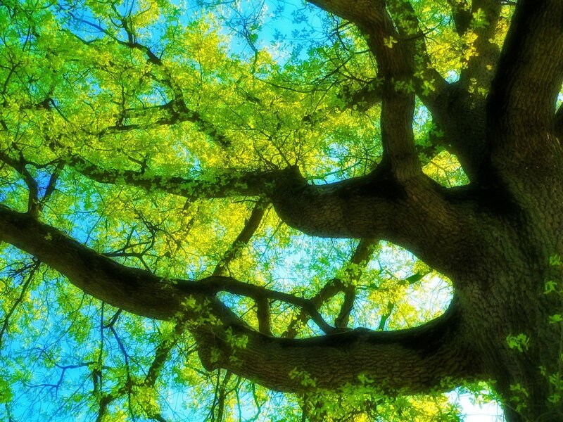 Sunlit tree canopy view