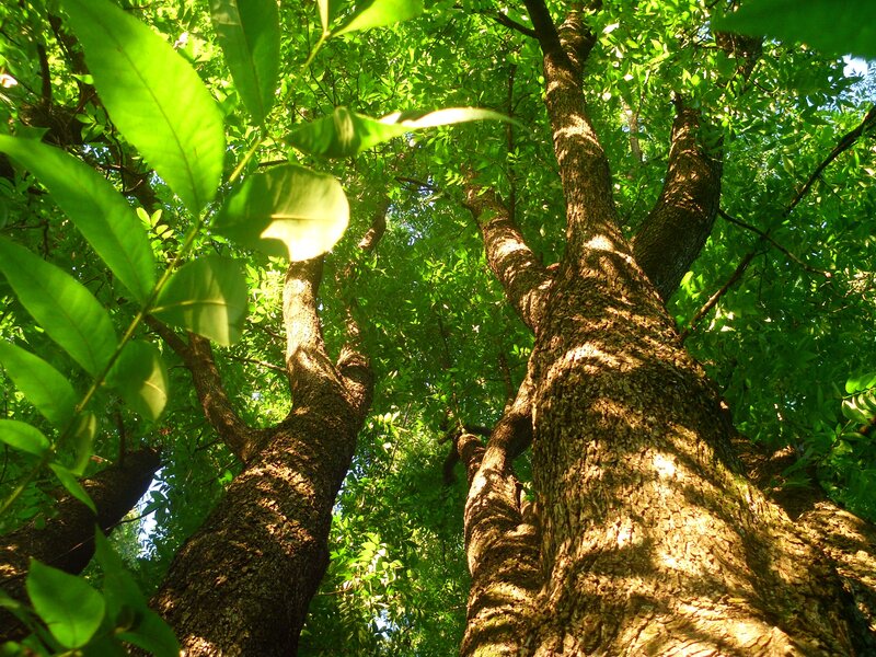 Sunlit tree canopy view
