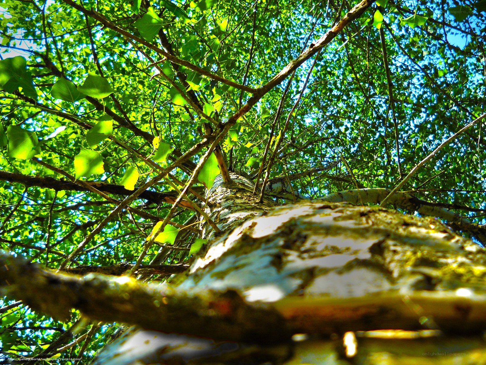Sunlit tree canopy view