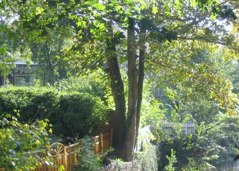 Sunlit tree in a garden