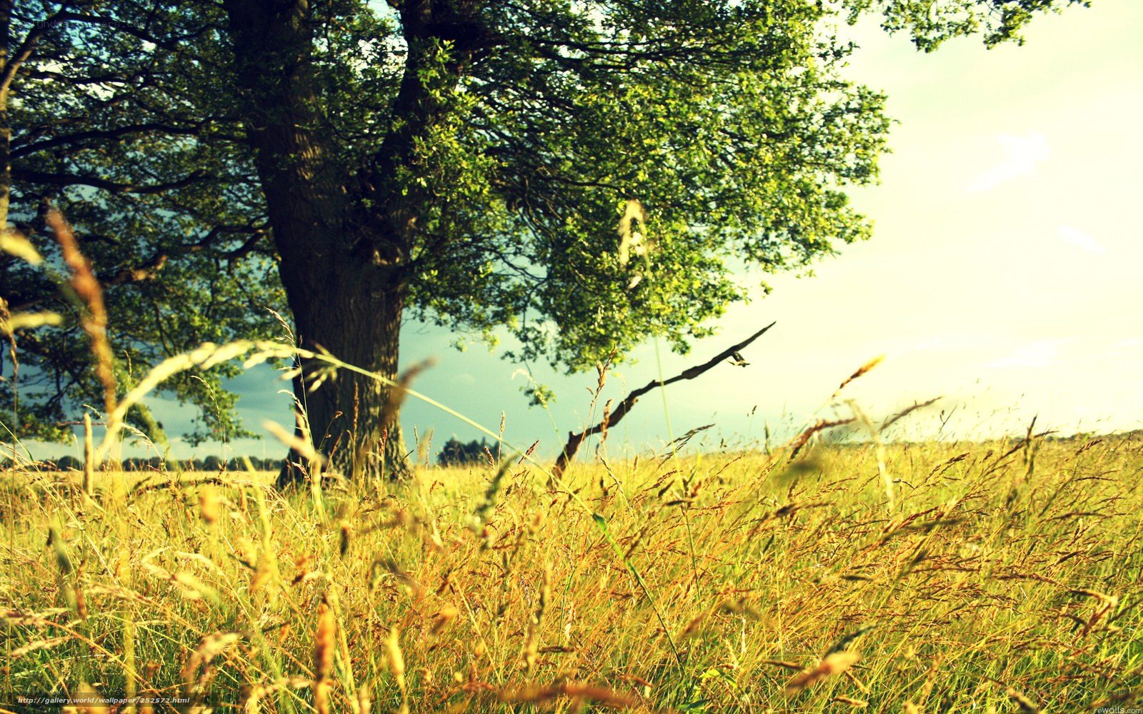 Sunlit tree in a golden field