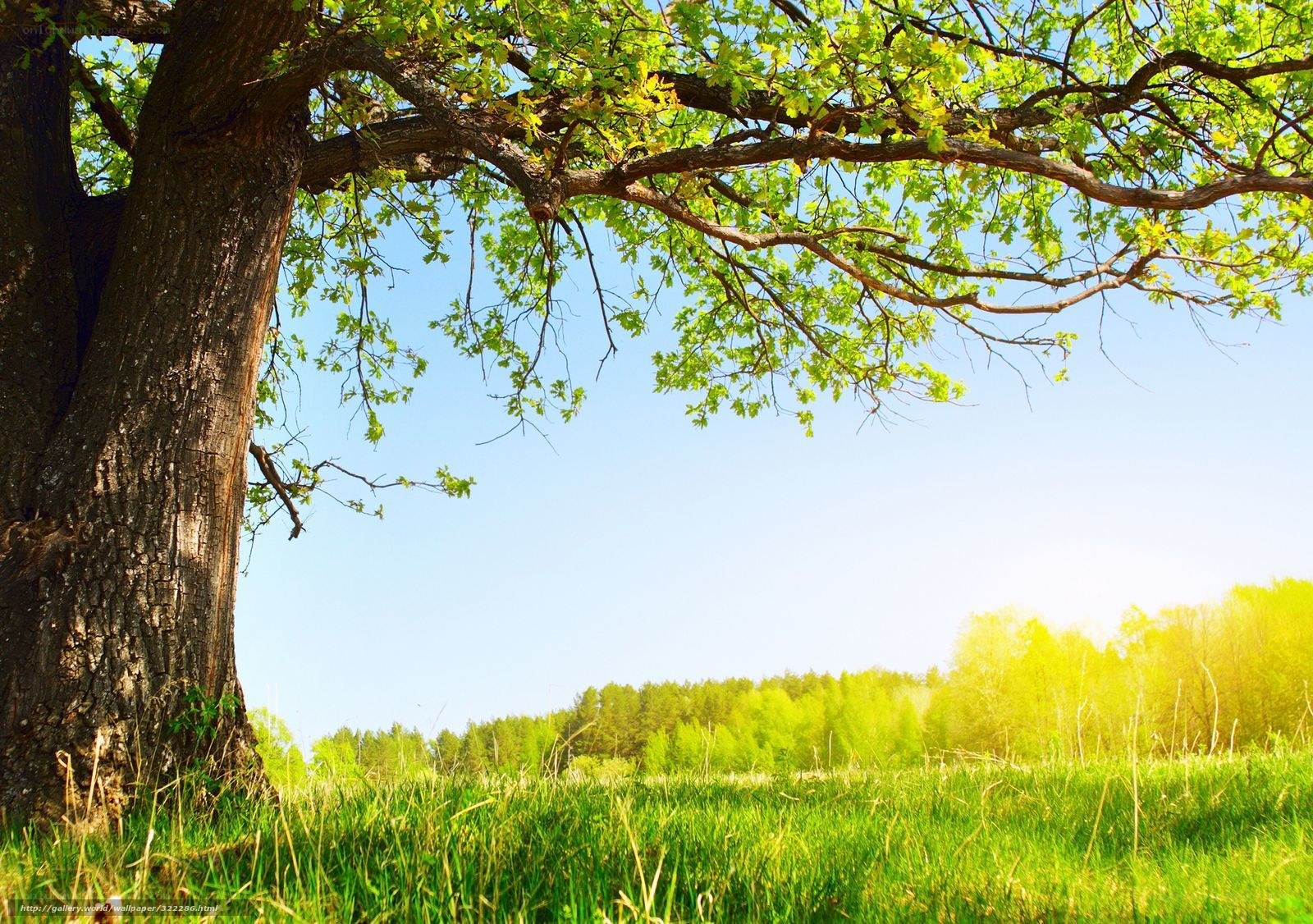 Sunlit tree in a green field