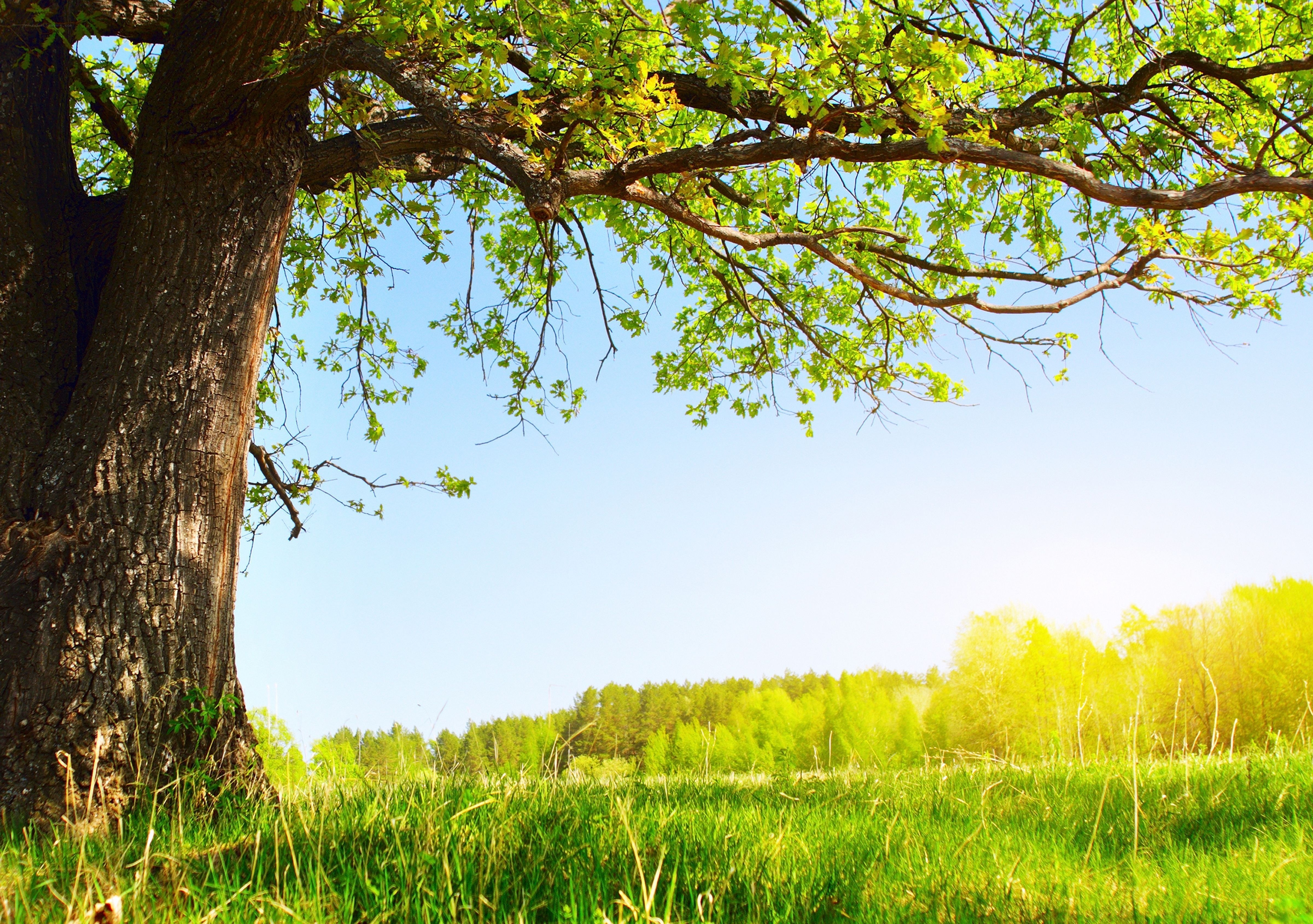 Sunlit tree in a green field
