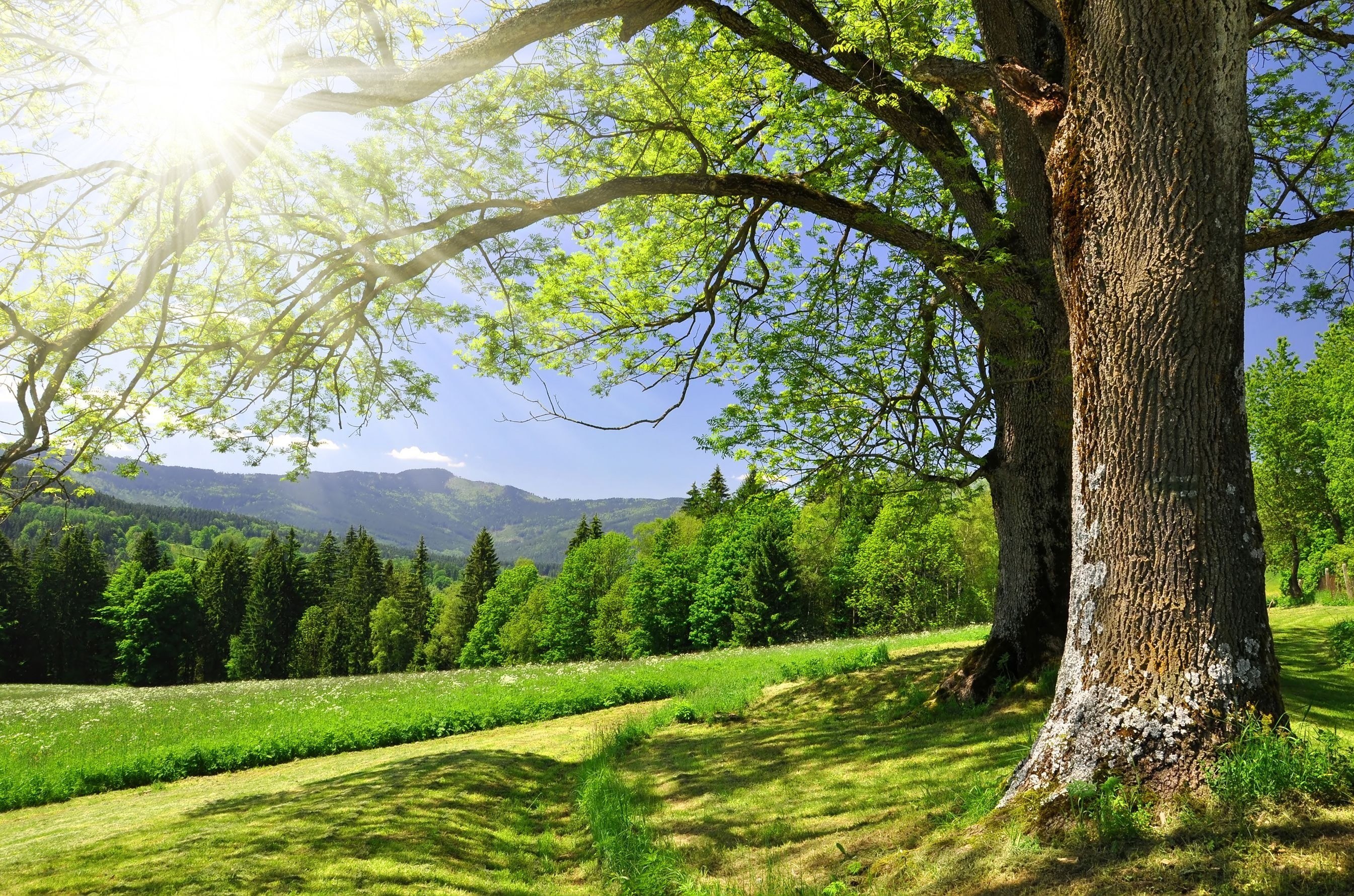 Sunlit tree in a green valley
