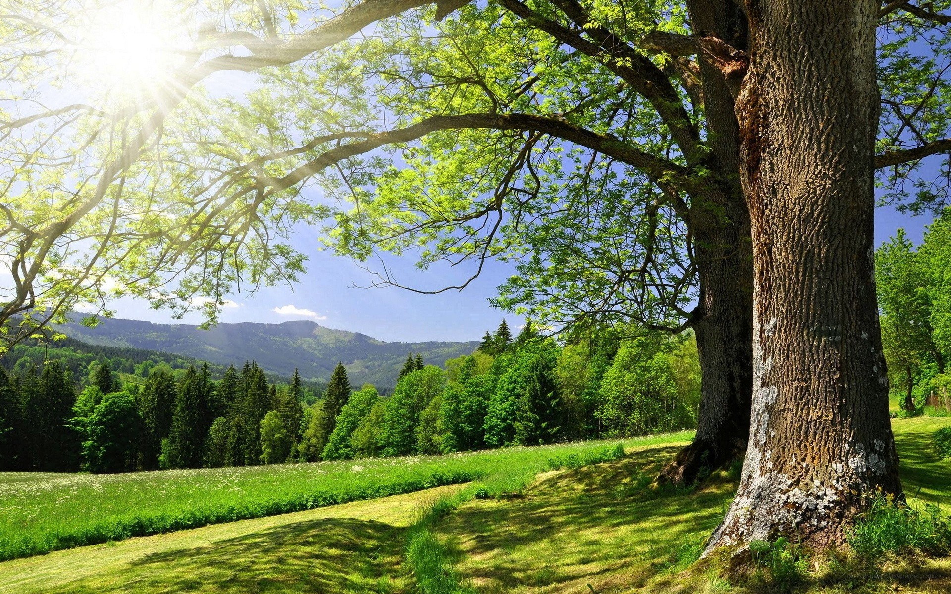 Sunlit tree in a green valley