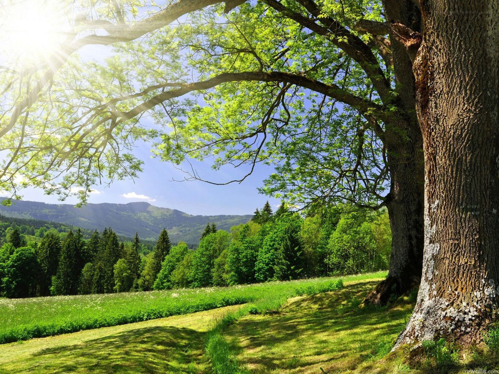 Sunlit tree in a green valley