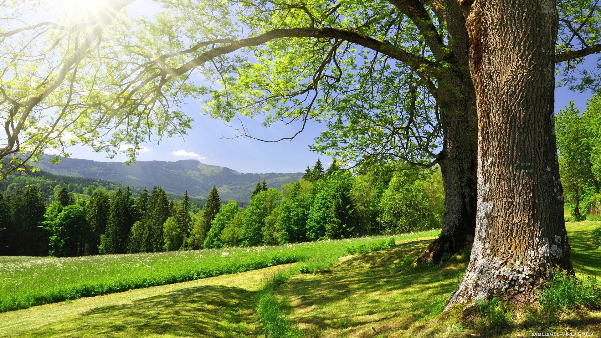 Sunlit tree in a green valley