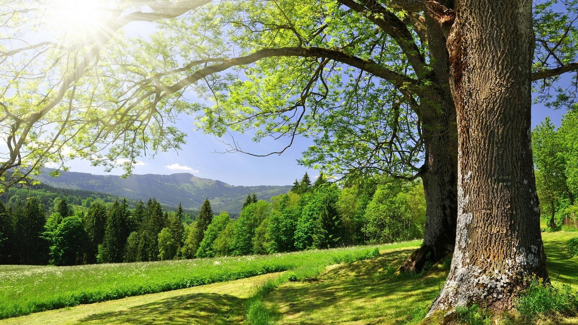 Sunlit tree in a green valley