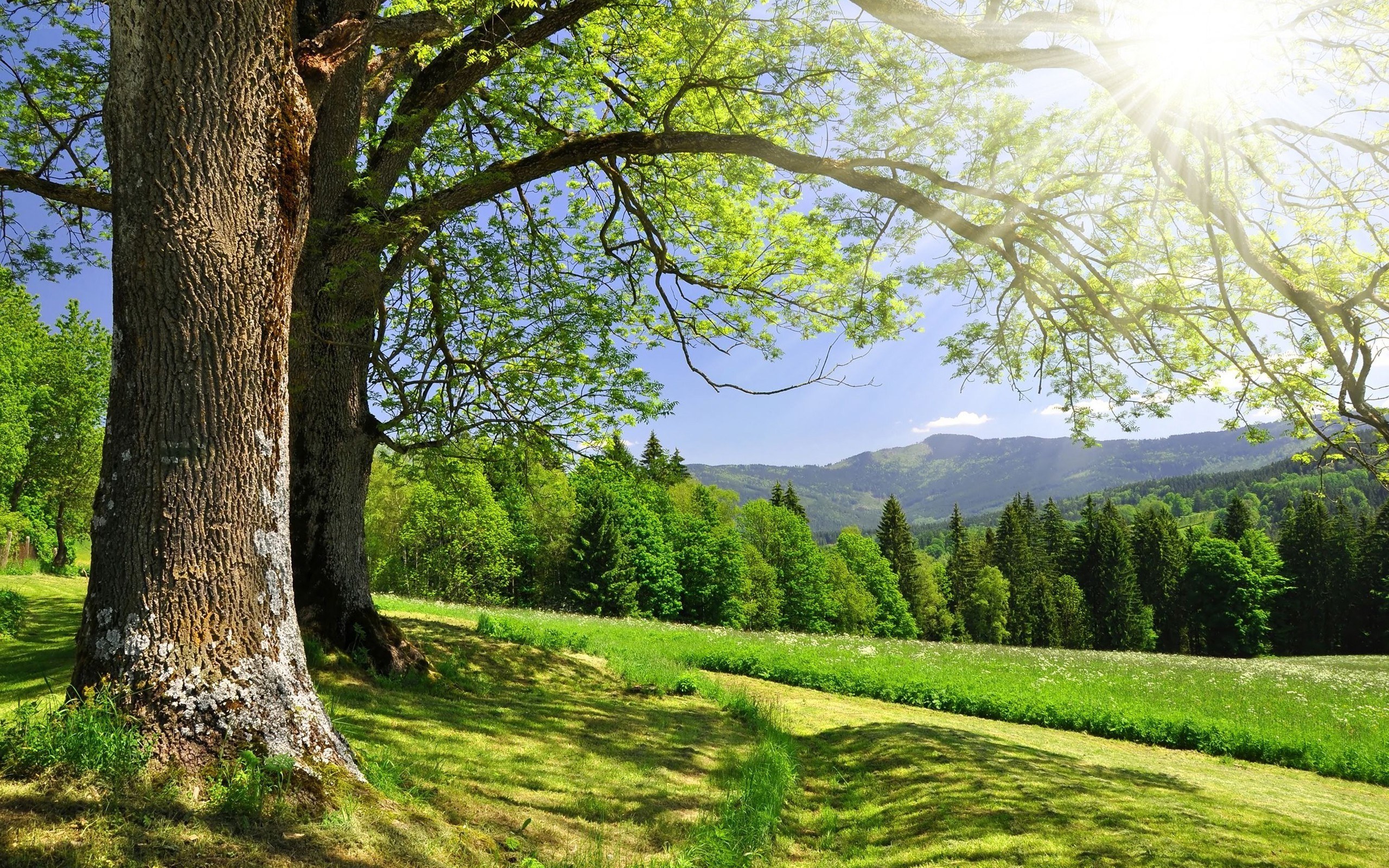 Sunlit tree in a green valley