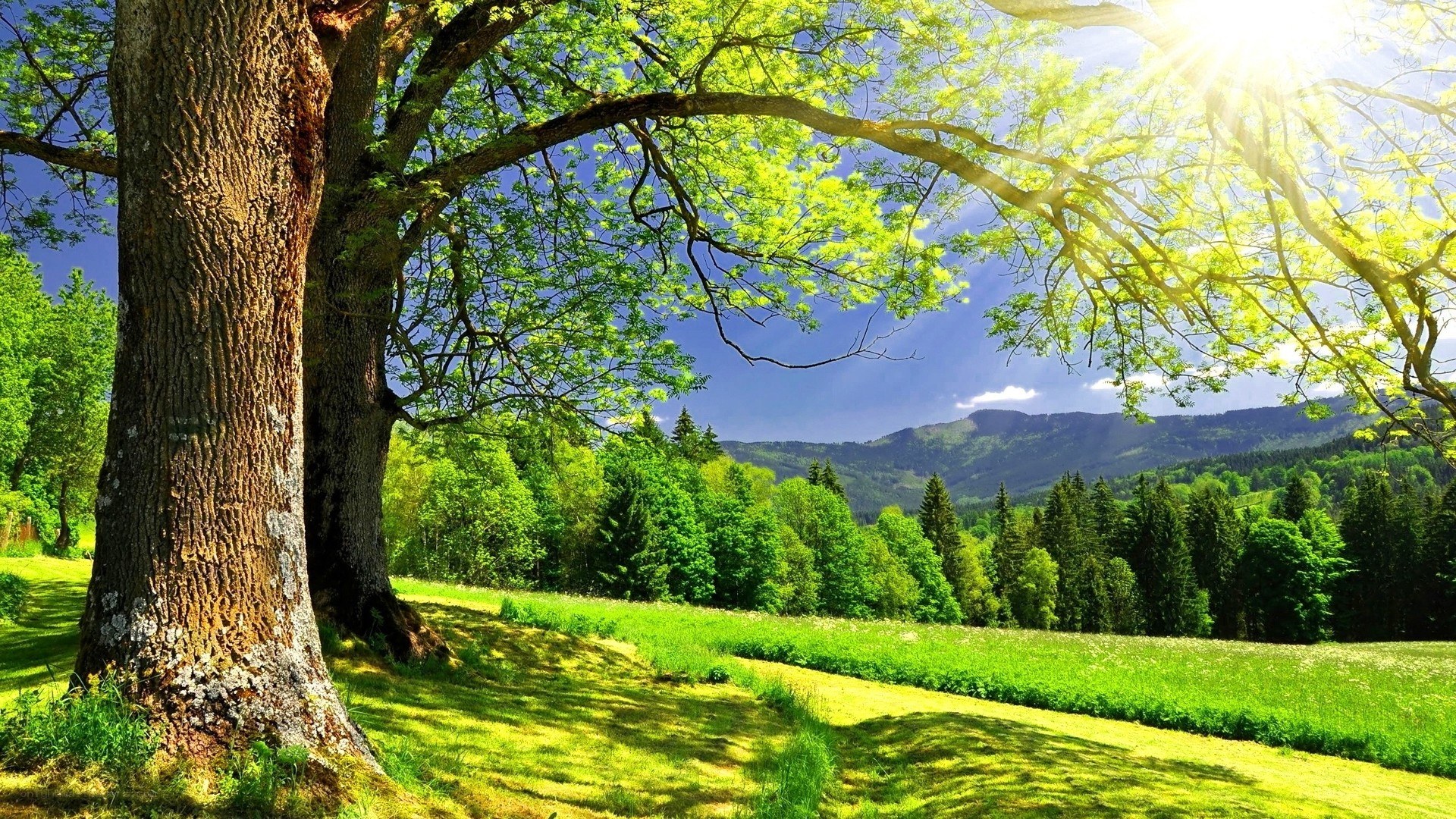 Sunlit tree in a green valley