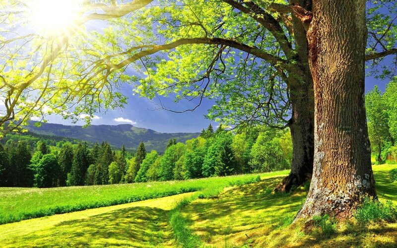 Sunlit tree in a green valley