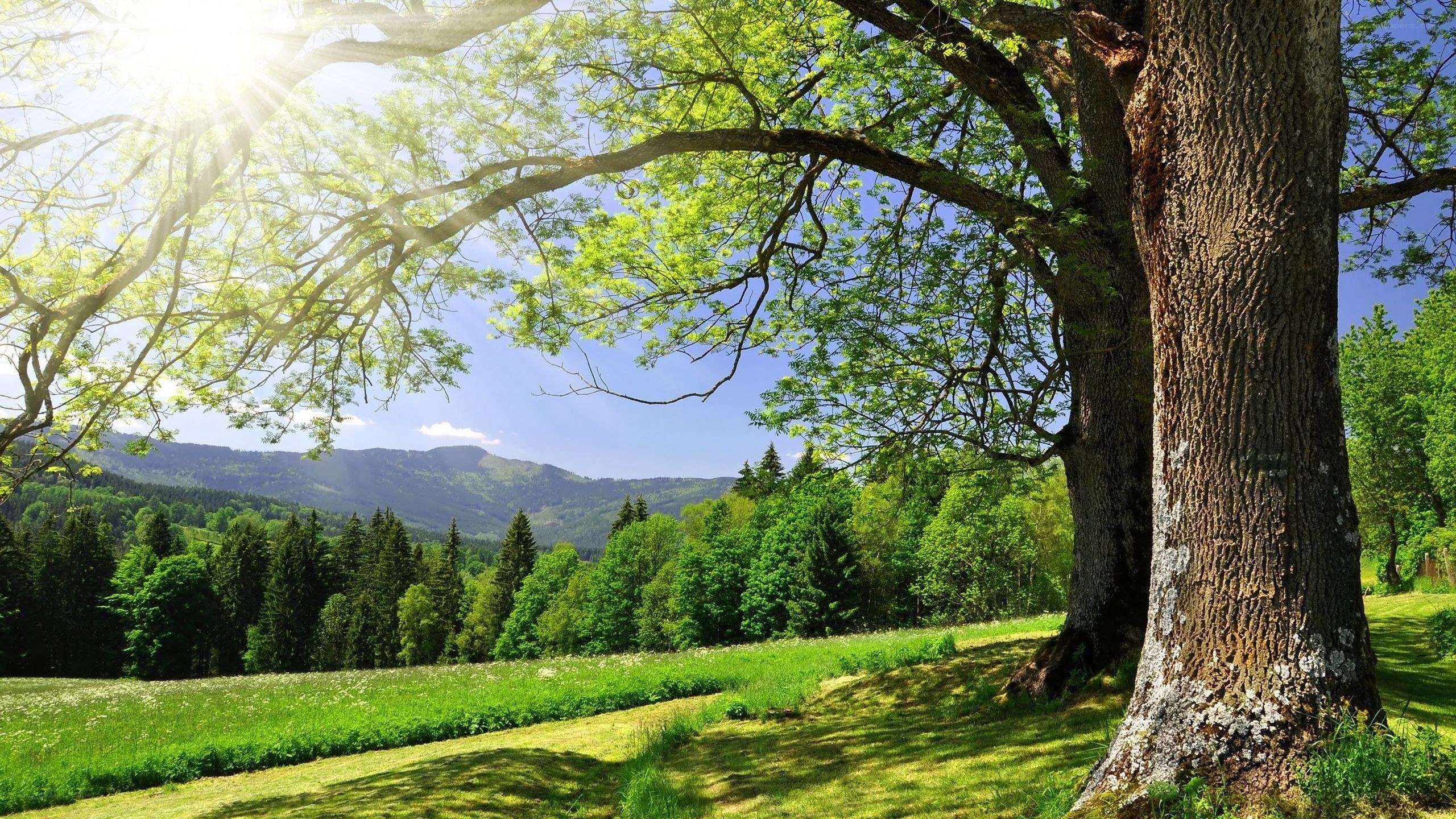 Sunlit tree in a green valley