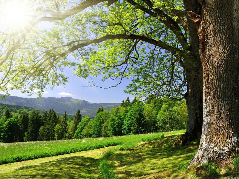 Sunlit tree in a green valley