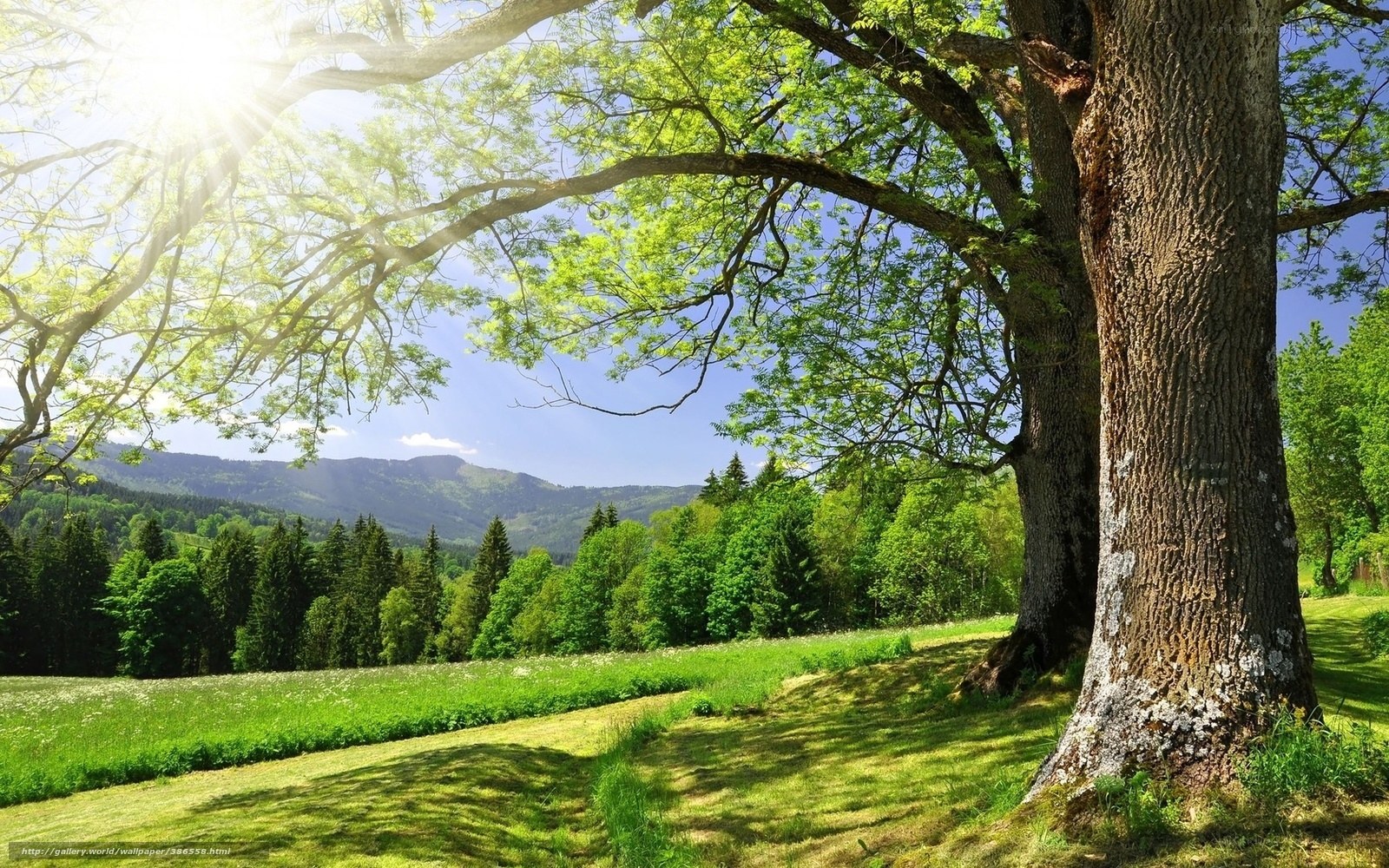 Sunlit tree in a green valley