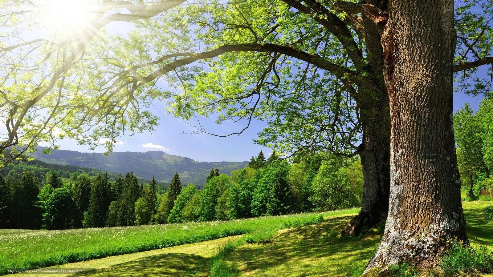 Sunlit tree in a green valley