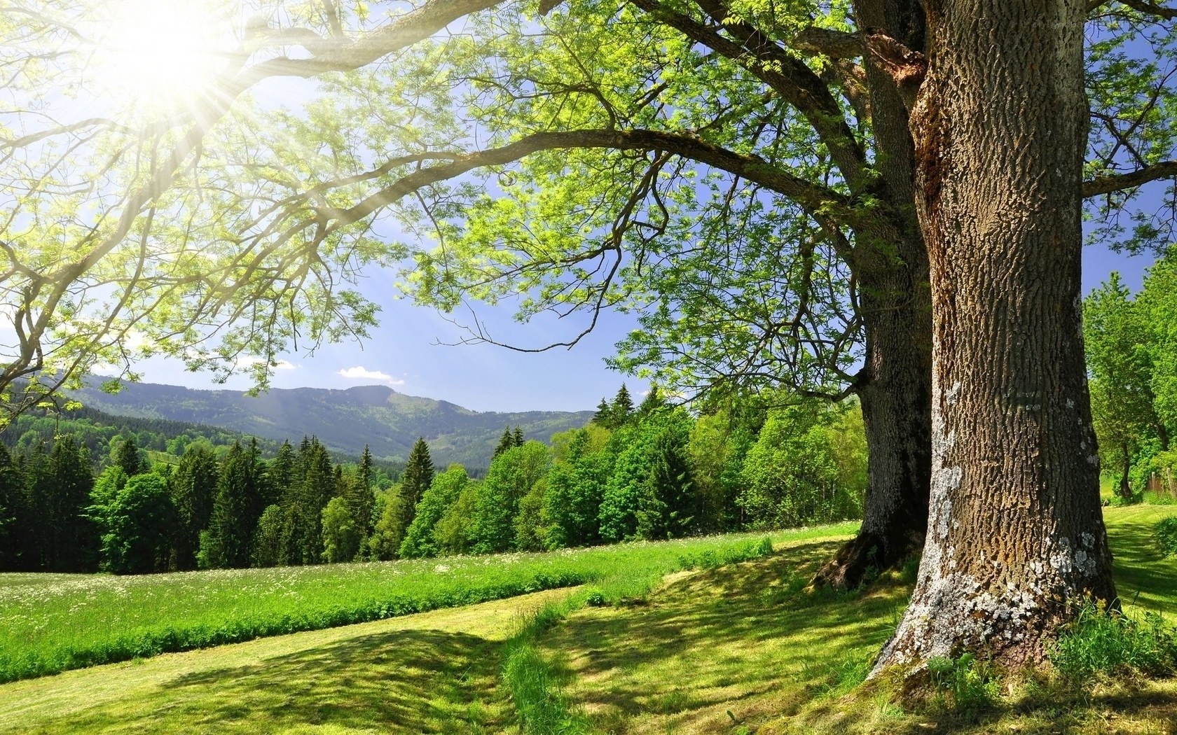 Sunlit tree in a green valley