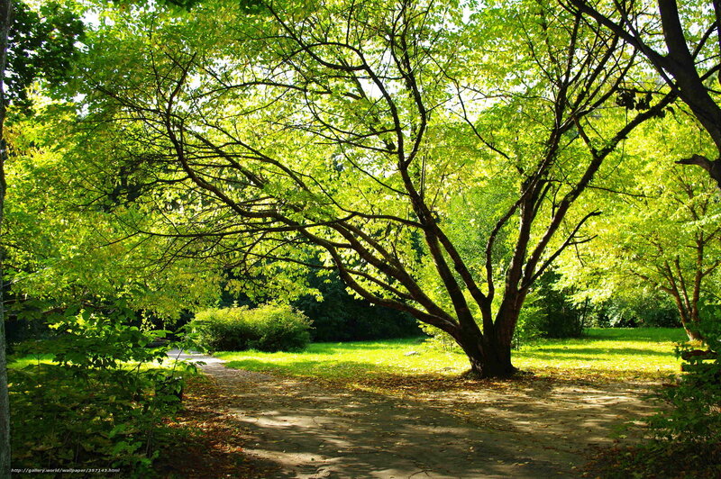 Sunlit tree in a park