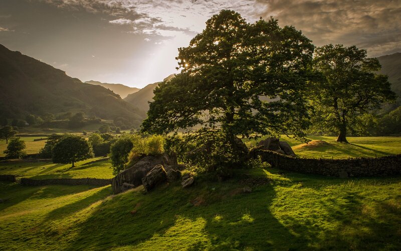 Sunlit tree in a valley