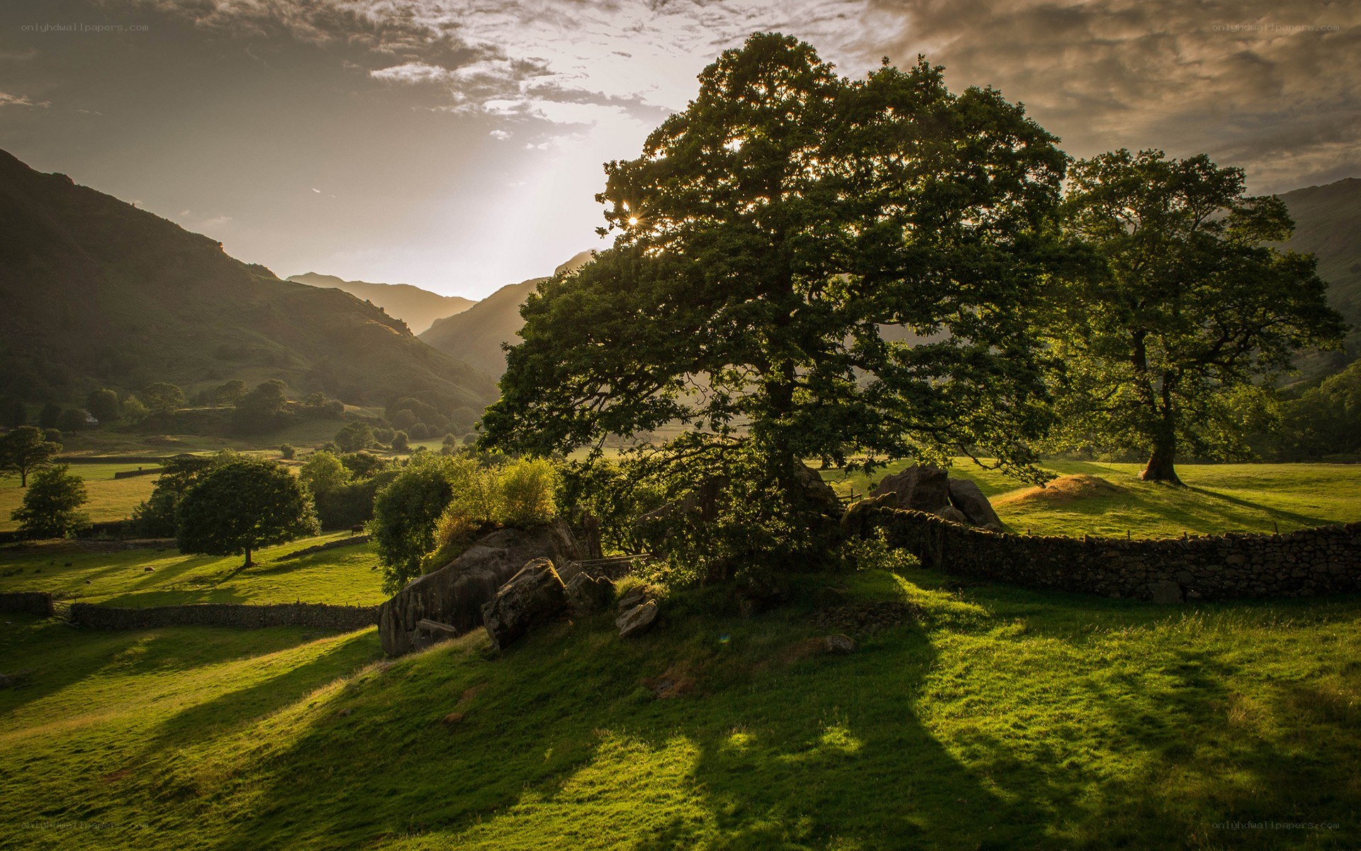 Sunlit tree in a valley