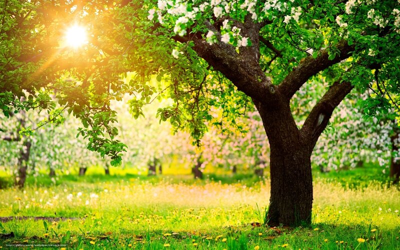 Sunlit tree in blooming orchard
