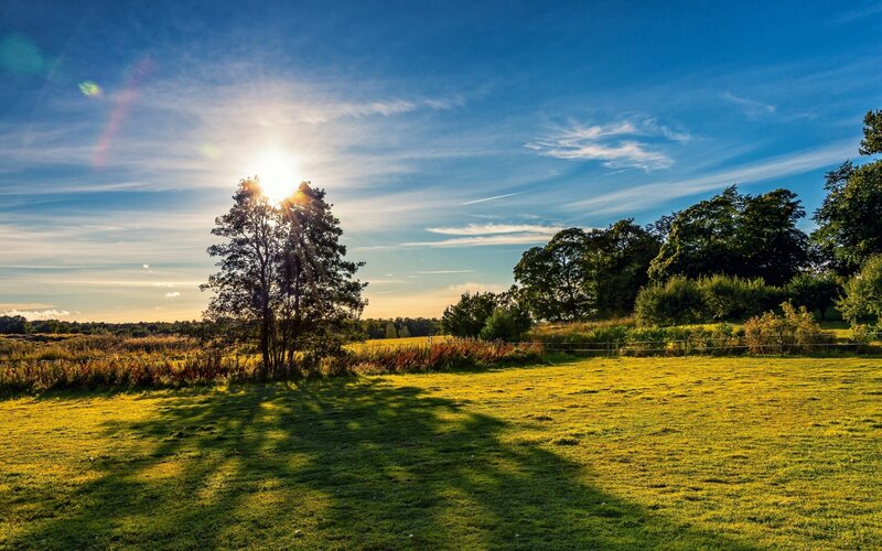 Sunlit Tree in Field — Green