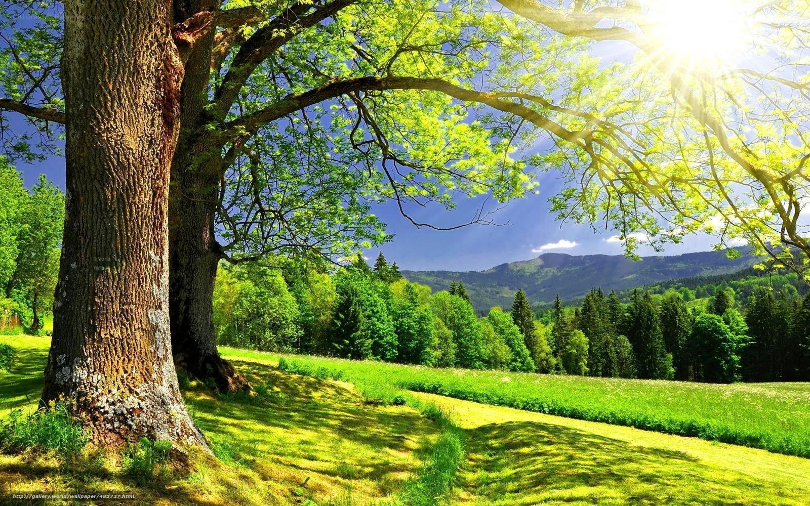 Sunlit tree in green valley