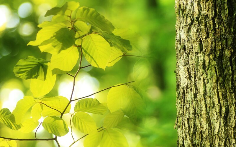 Sunlit tree leaves in forest