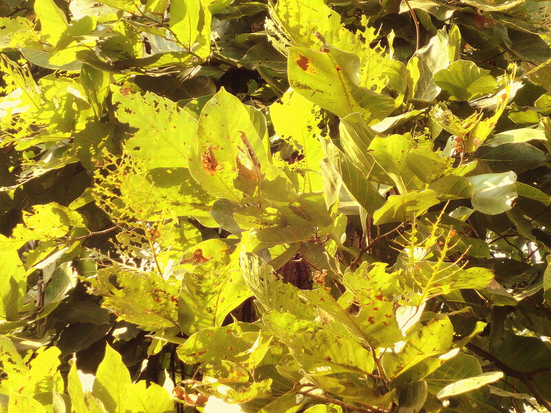 Sunlit Tree Leaves
