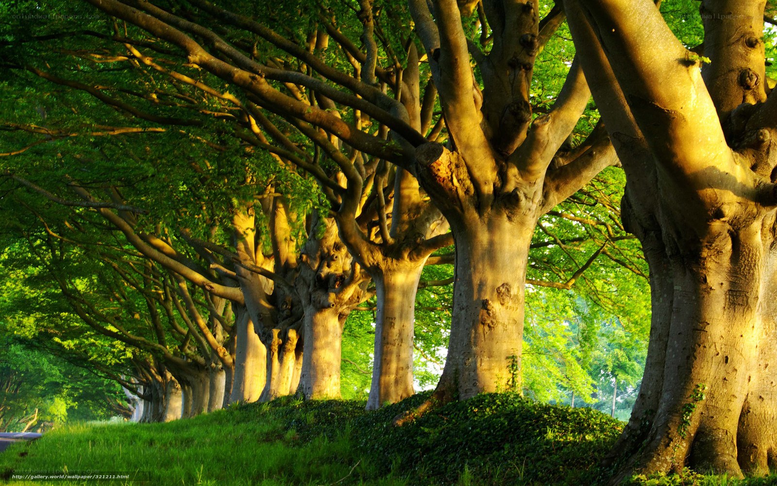 Sunlit tree-lined avenue