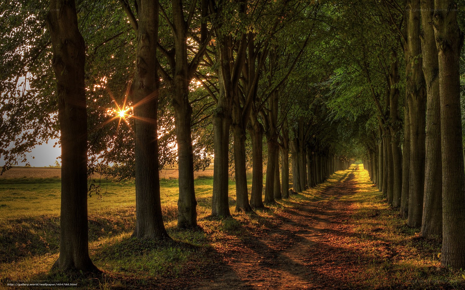 Sunlit tree-lined path