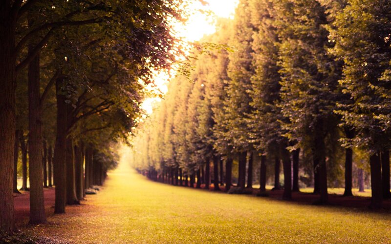 Sunlit tree-lined path