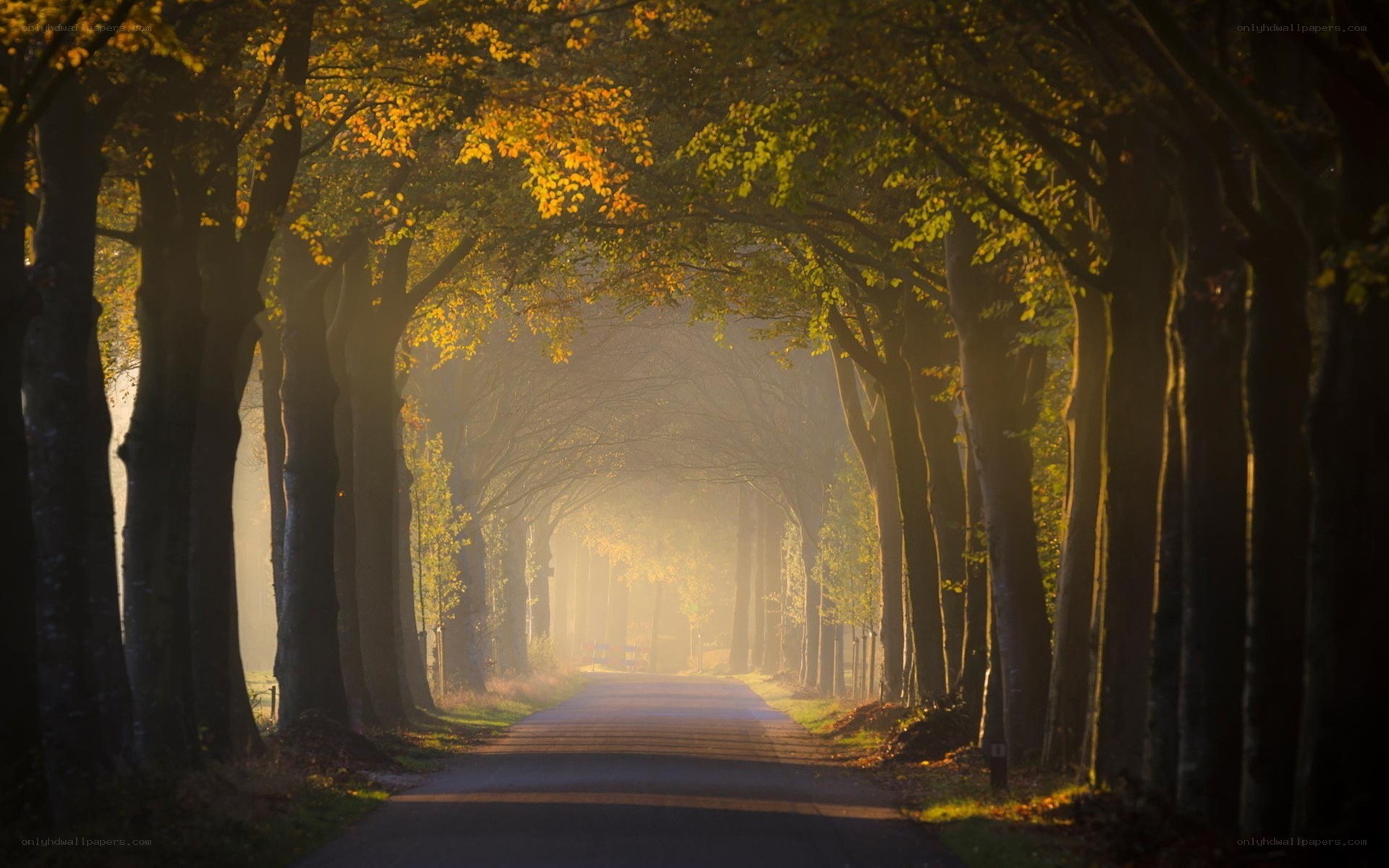 Sunlit tree-lined path