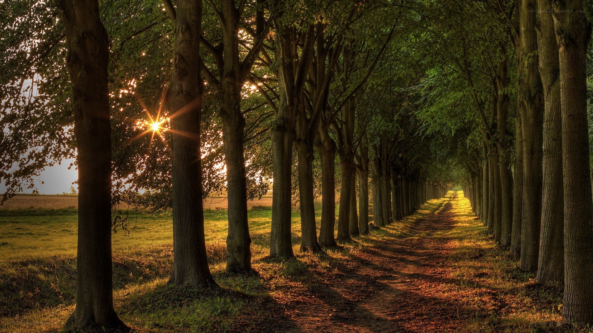 Sunlit tree-lined path