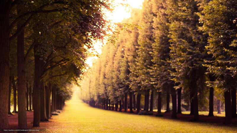 Sunlit tree-lined path