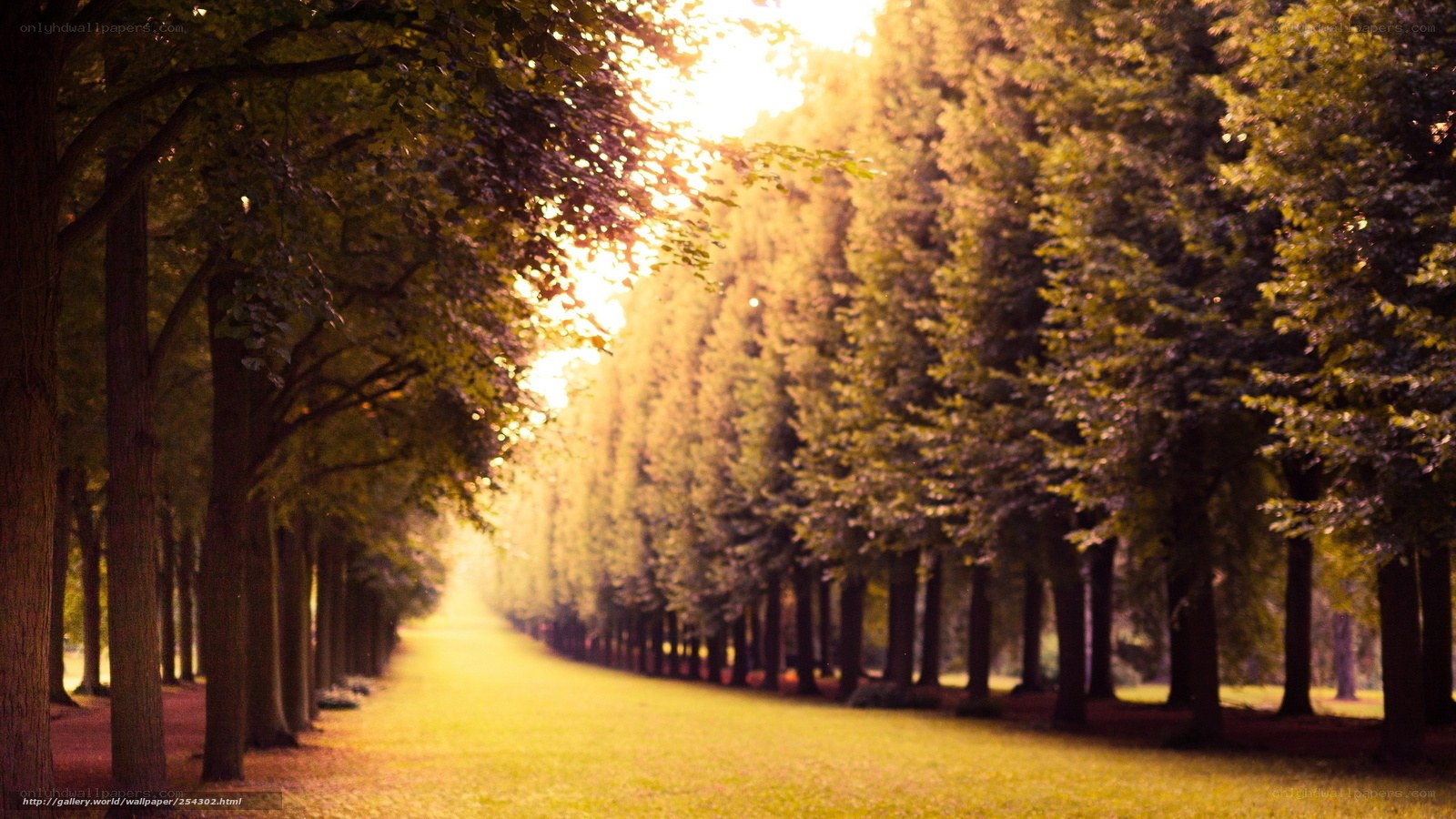 Sunlit tree-lined path