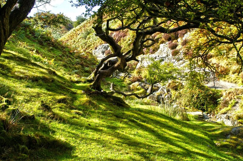Sunlit tree on a grassy hillside