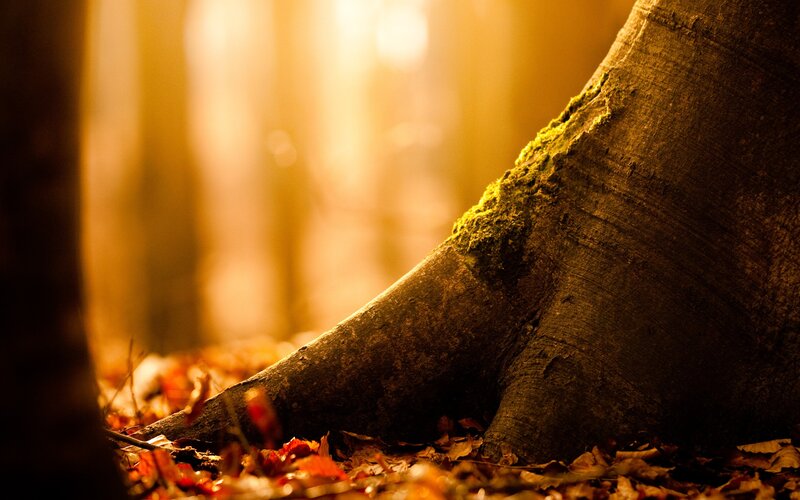 Sunlit tree root in autumn forest