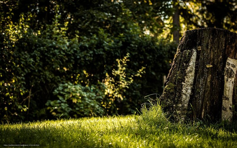 Sunlit tree stump in forest