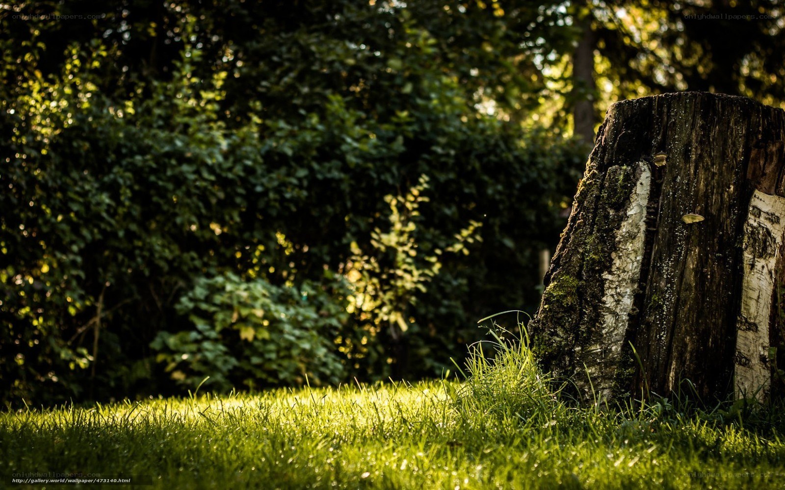 Sunlit tree stump in forest