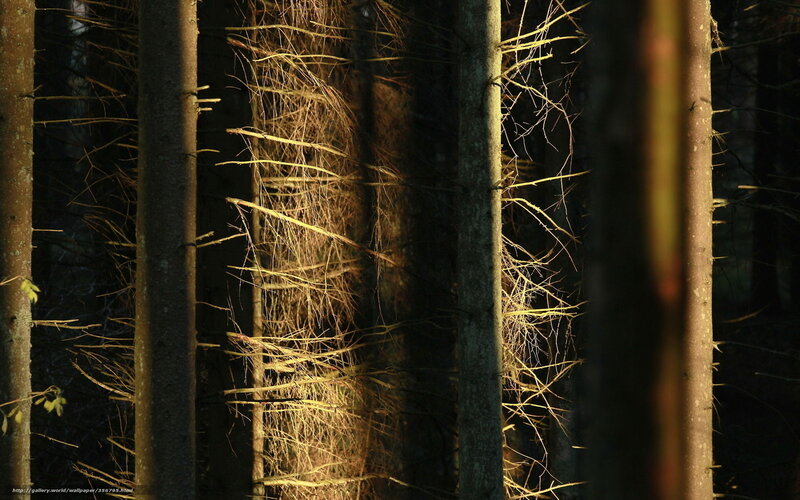 Sunlit Tree Trunks