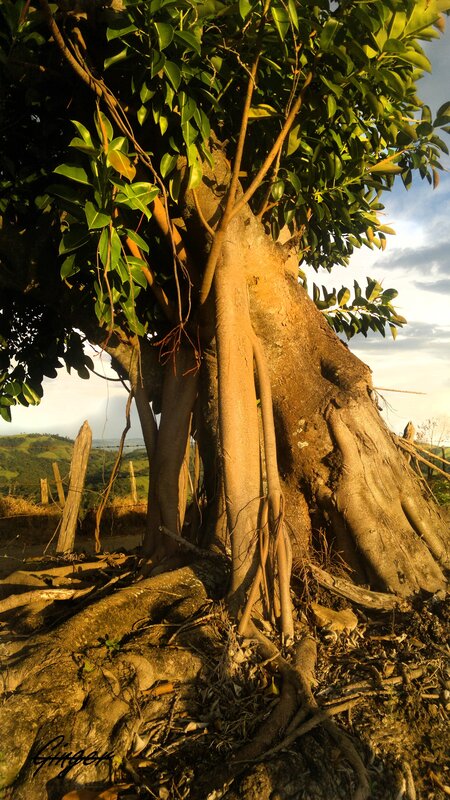 Sunlit tree with exposed roots