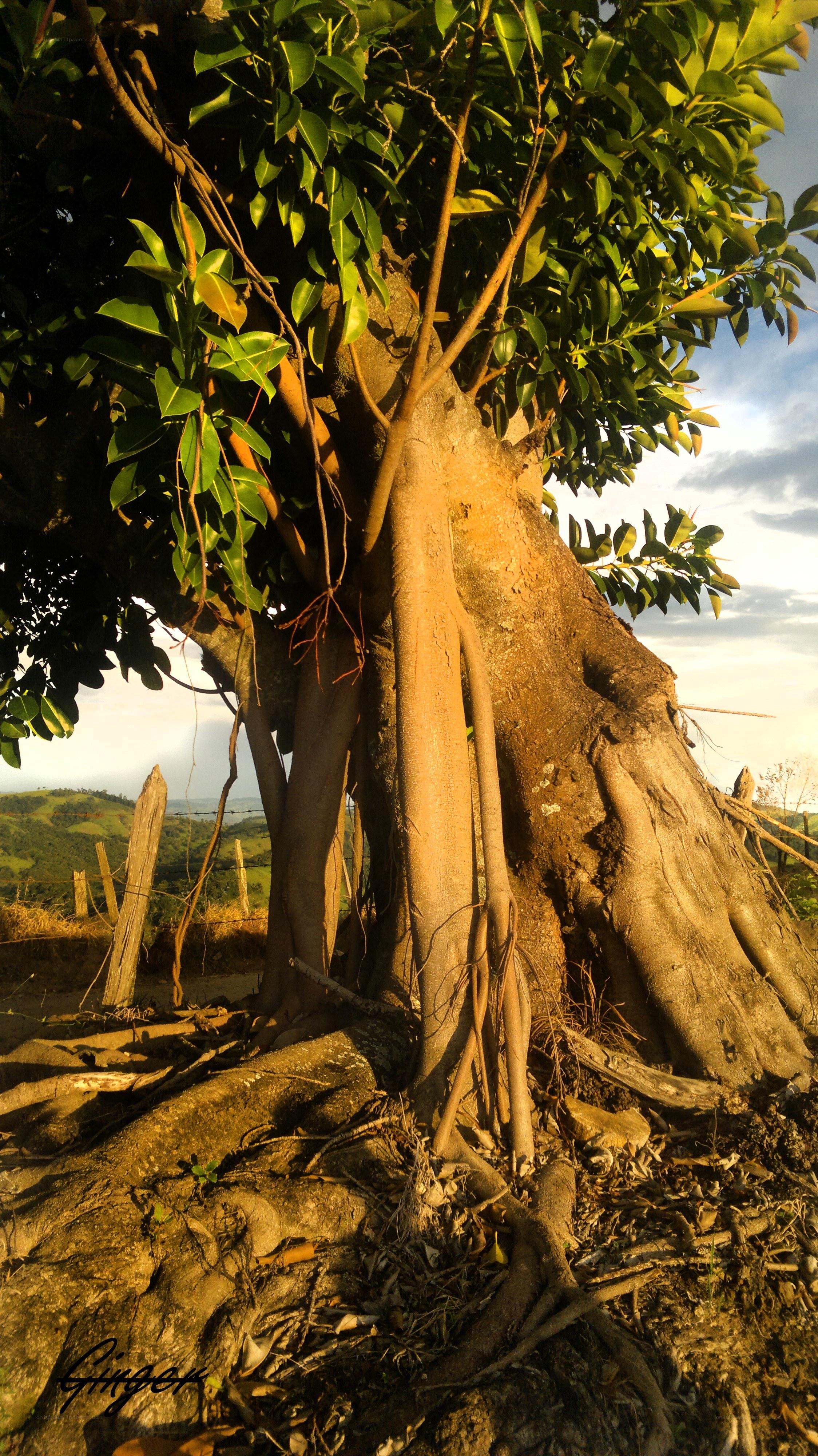 Sunlit tree with exposed roots