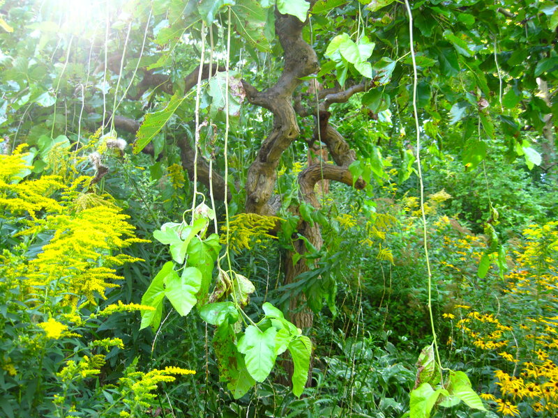 Sunlit tree with yellow flowers