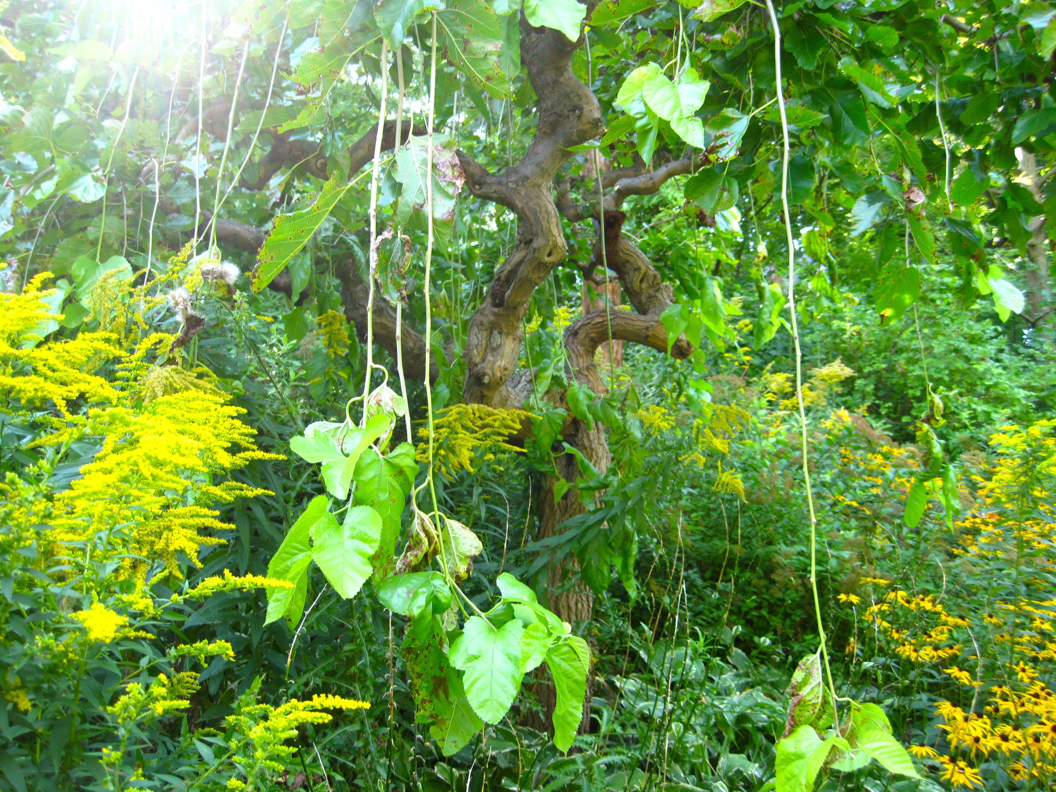 Sunlit tree with yellow flowers