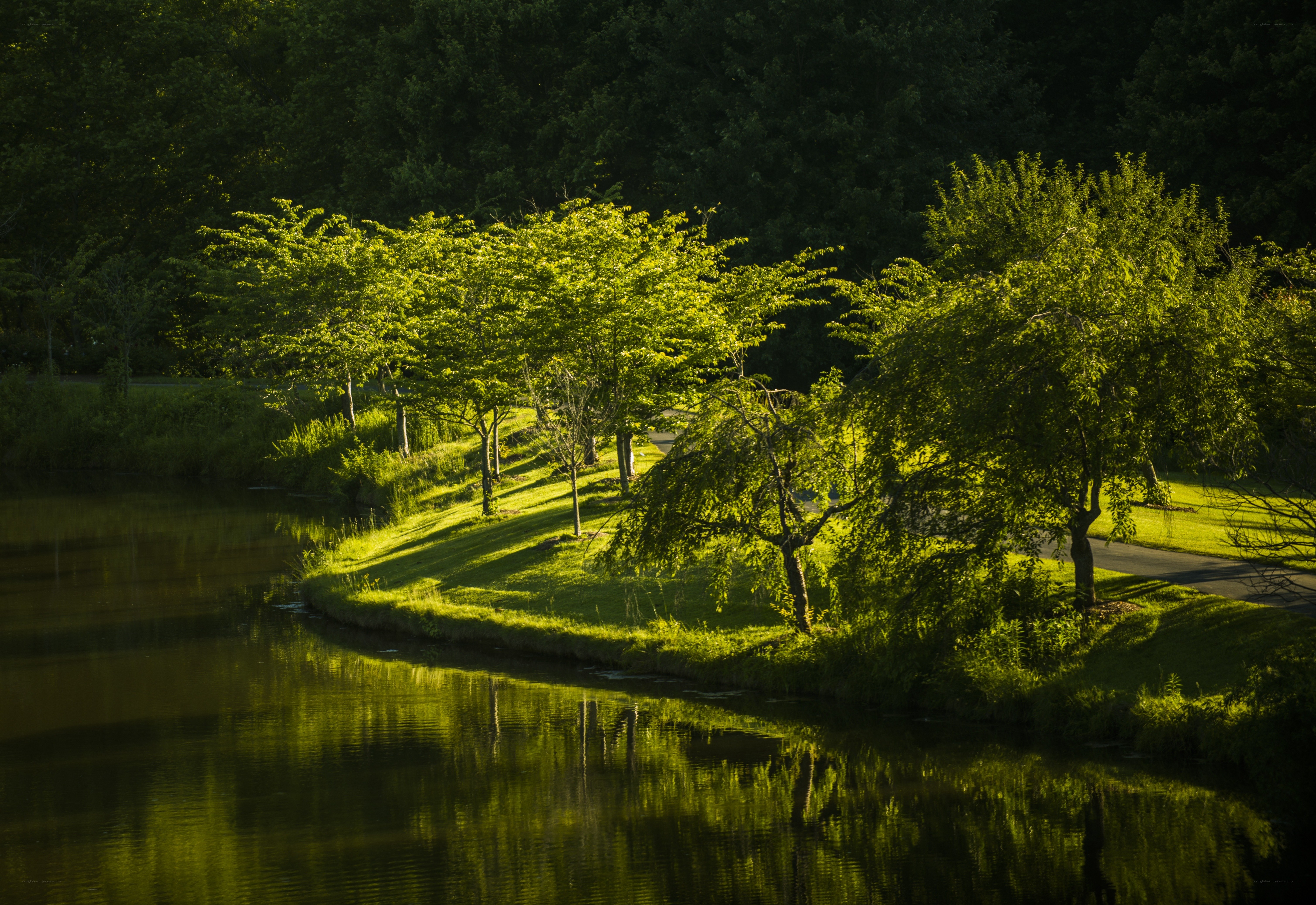 Sunlit trees by a calm pond